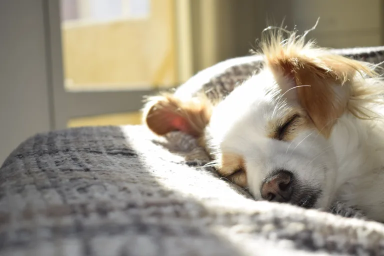 Apartamntos Pet Friendly